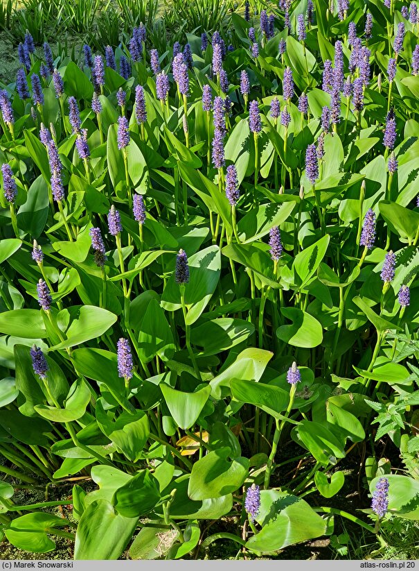 Pontederia cordata (rozpław sercowaty)