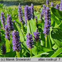 Pontederia cordata (rozpław sercowaty)