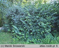 Lonicera maackii (wiciokrzew Maacka)