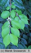 Lonicera maackii (wiciokrzew Maacka)