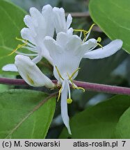 Lonicera maackii (wiciokrzew Maacka)