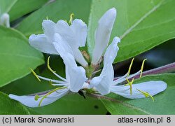 Lonicera maackii (wiciokrzew Maacka)