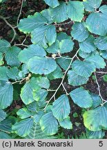 Hamamelis vernalis (oczar wiosenny)