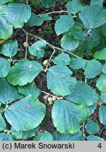 Hamamelis vernalis (oczar wiosenny)