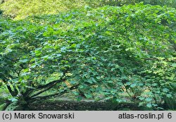 Hamamelis vernalis (oczar wiosenny)