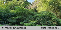 Hamamelis vernalis (oczar wiosenny)