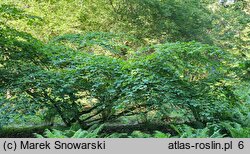 Hamamelis vernalis (oczar wiosenny)