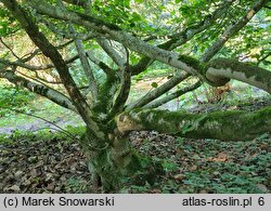 Hamamelis vernalis (oczar wiosenny)