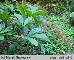 Rodgersia sambucifolia (rodgersia bzolistna)