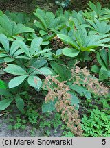 Rodgersia sambucifolia (rodgersia bzolistna)