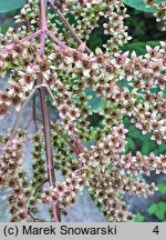 Rodgersia sambucifolia (rodgersia bzolistna)