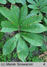 Rodgersia sambucifolia (rodgersia bzolistna)