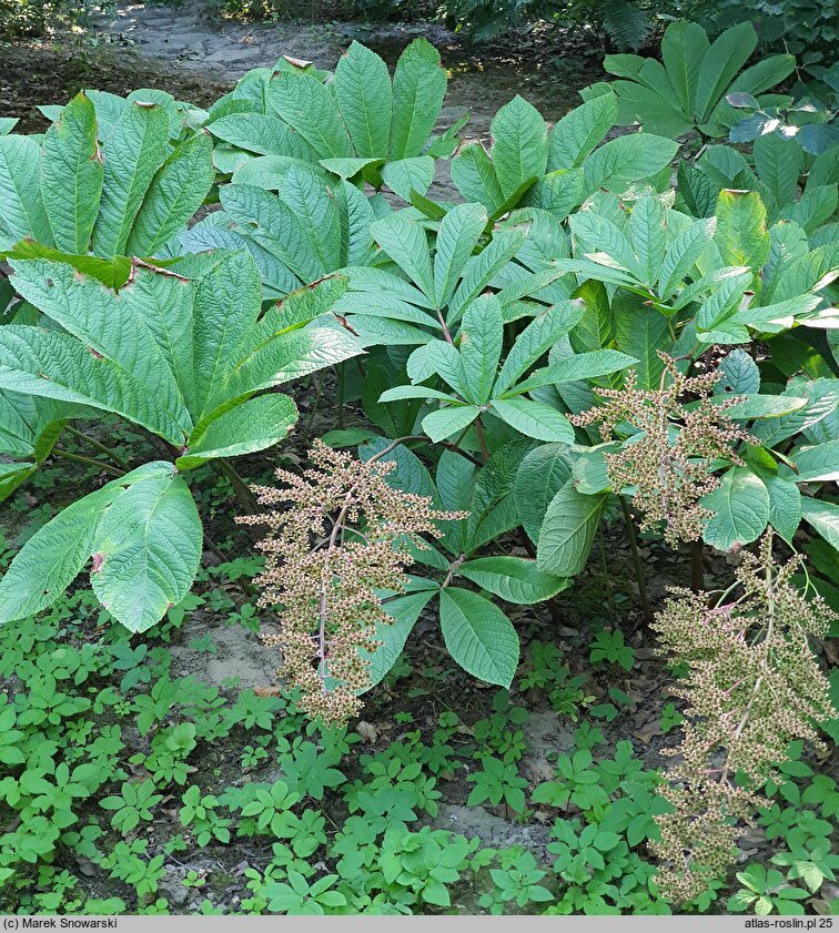 Rodgersia sambucifolia (rodgersia bzolistna)