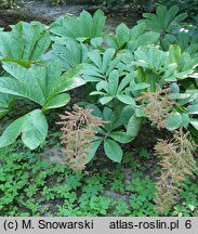 Rodgersia sambucifolia (rodgersia bzolistna)