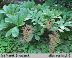 Rodgersia sambucifolia (rodgersia bzolistna)