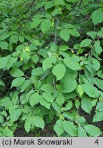 Halesia tetraptera (ośnieża czteroskrzydła)