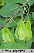 Halesia tetraptera (ośnieża czteroskrzydła)