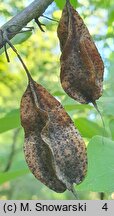 Halesia tetraptera (ośnieża czteroskrzydła)