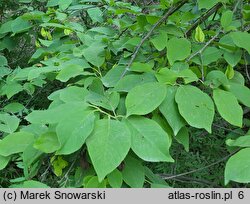 Halesia tetraptera (ośnieża czteroskrzydła)