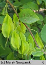 Halesia tetraptera (ośnieża czteroskrzydła)