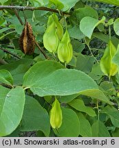 Halesia tetraptera (ośnieża czteroskrzydła)