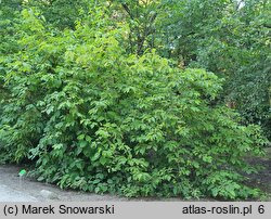 Halesia tetraptera (ośnieża czteroskrzydła)