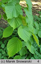 Davidia involucrata var. vilmoriniana