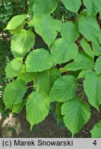 Davidia involucrata var. vilmoriniana