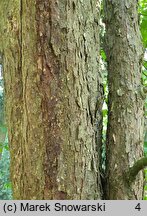 Davidia involucrata var. vilmoriniana