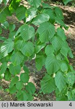 Davidia involucrata var. vilmoriniana