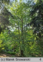 Davidia involucrata var. vilmoriniana