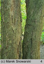 Davidia involucrata var. vilmoriniana