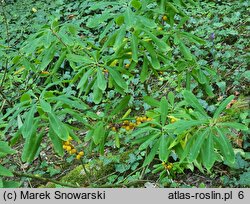 Daphne mezereum (wawrzynek wilczełyko)