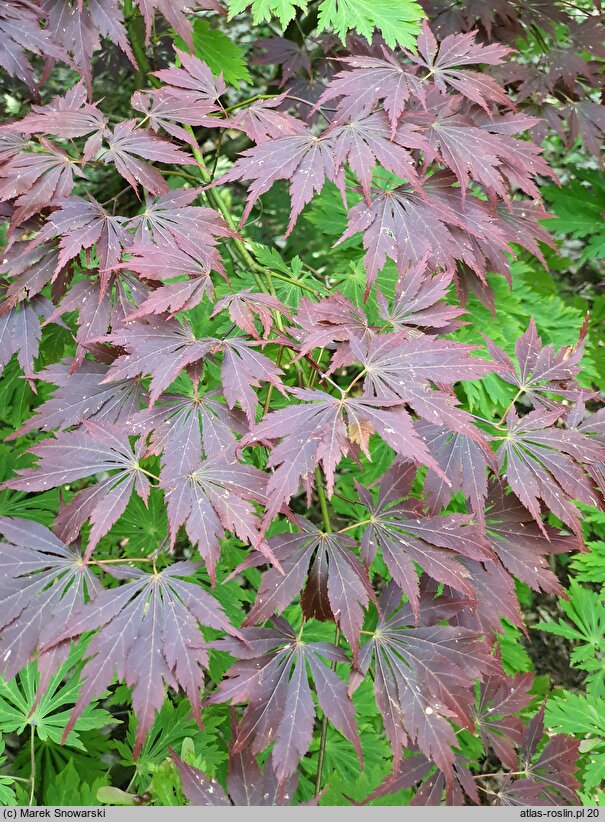 Acer palmatum Nicholsonii