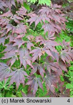 Acer palmatum Nicholsonii