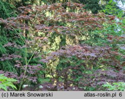 Acer palmatum Nicholsonii