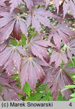 Acer palmatum Nicholsonii