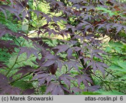 Acer palmatum Nicholsonii