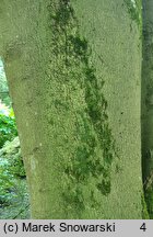 Acer maximowiczianum (klon nikkoński)