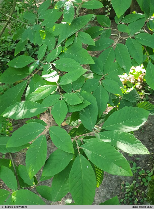 Acer maximowiczianum (klon nikkoński)