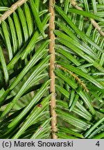 Abies grandis (jodła olbrzymia)