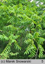 Juglans cinerea (orzech szary)