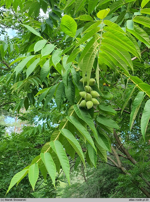 Juglans cinerea (orzech szary)