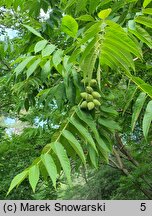 Juglans cinerea (orzech szary)