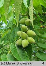 Juglans cinerea (orzech szary)