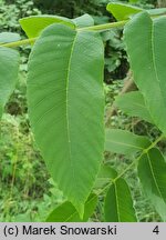 Juglans cinerea (orzech szary)