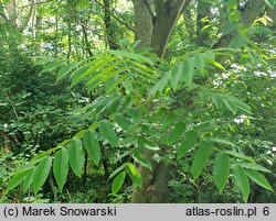 Juglans cinerea (orzech szary)