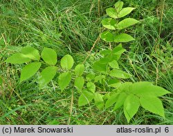 Juglans cinerea (orzech szary)