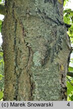 Betula lenta (brzoza cukrowa)