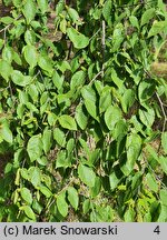 Betula lenta (brzoza cukrowa)